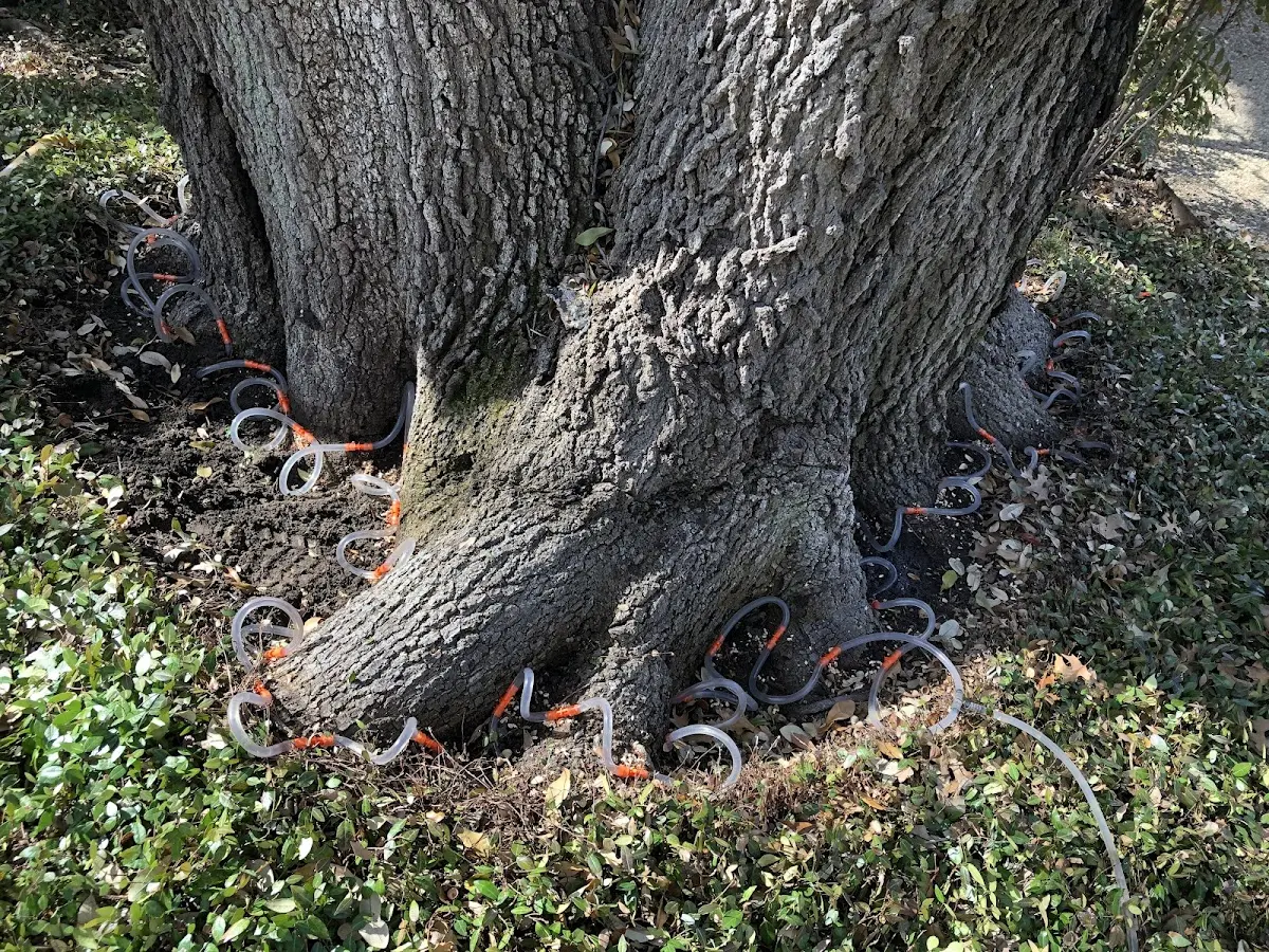 Detailed Tree Cabling and Bracing job site in North Salem