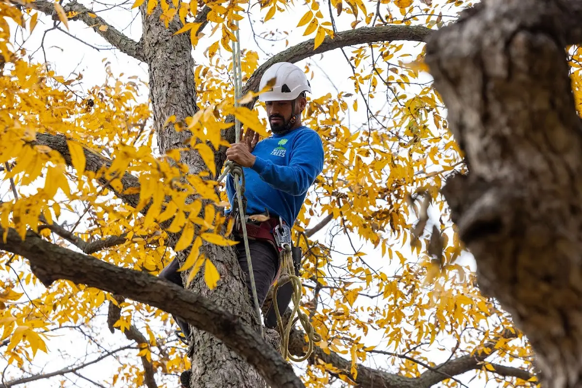 Skilled Tree Planing crew working in North Salem